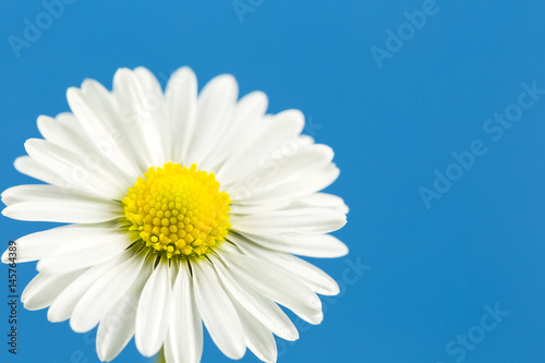 beautiful bellis perennis flower isolated on blue background