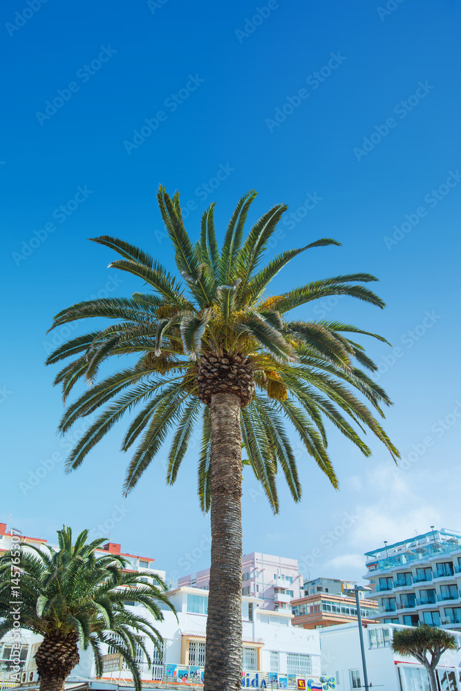 Image of a palm tree growing in the city