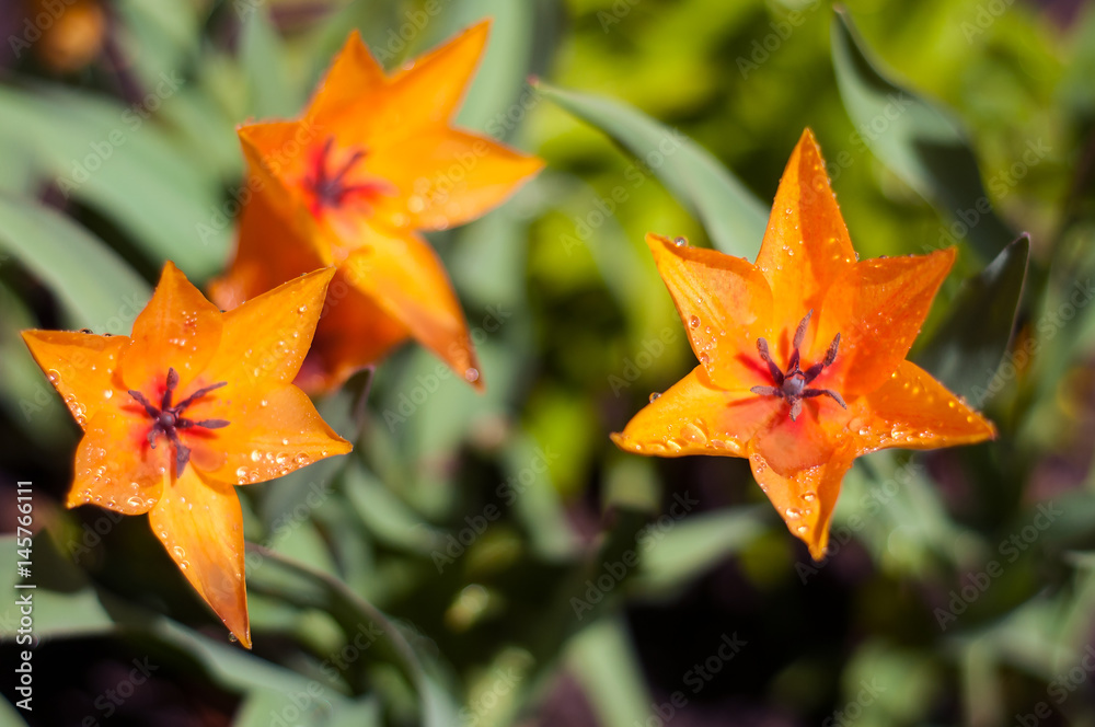 Decorative orange tulips after rain with drops of water on the petals. Flower tulips background. Beautiful view of orange tulips in the garden. Decorative orange tulips after rain with drops of water on the petals. Flower tulips background. Beautiful view of orange tulips in the garden.