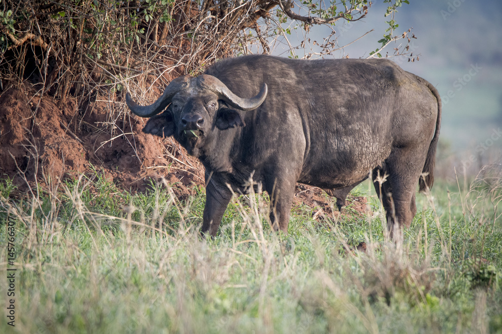 Cape Buffalo, Tarangire National Park Cape Buffalo, Tarangire National Park