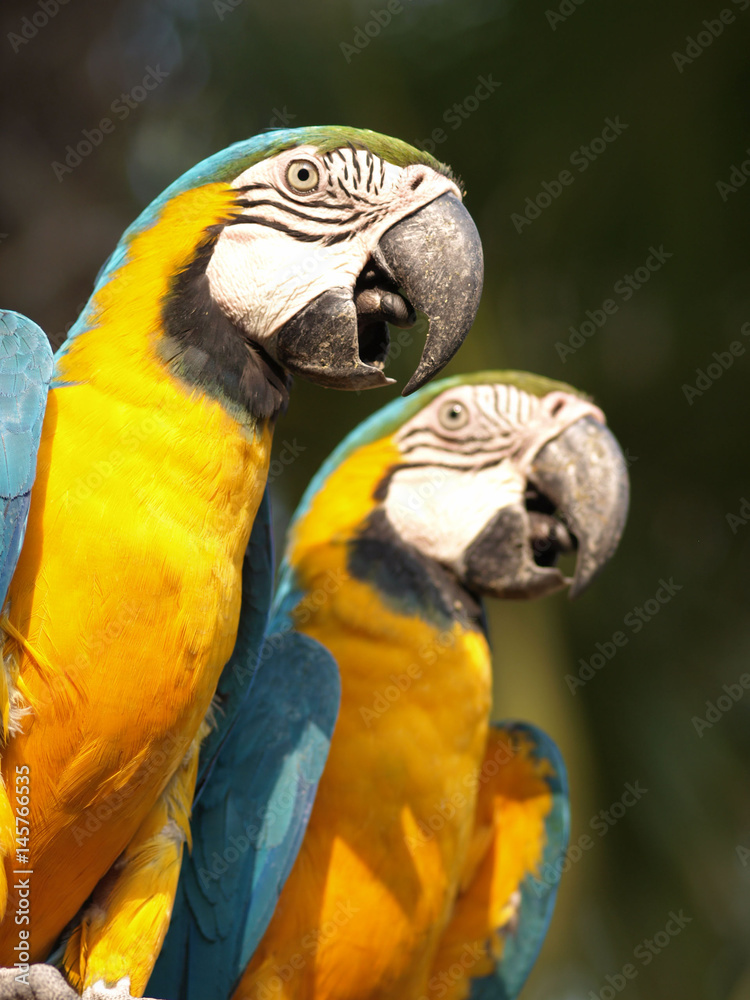 Blue and yellow macaw or blue and gold macaw Ara ararauna bird of the Psittacidae family and one of the most famous parrots of the world. Blue and yellow macaw or blue and gold macaw Ara ararauna bird of the Psittacidae family and one of the most famous parrots of the world.