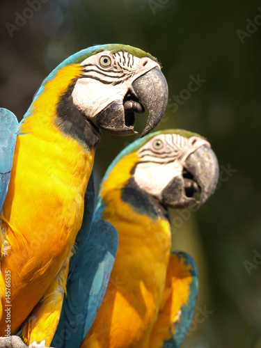 Blue and yellow macaw or blue and gold macaw Ara ararauna bird of the Psittacidae family and one of the most famous parrots of the world.