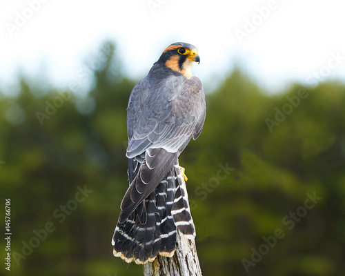 Female Aplomado Falcon photo