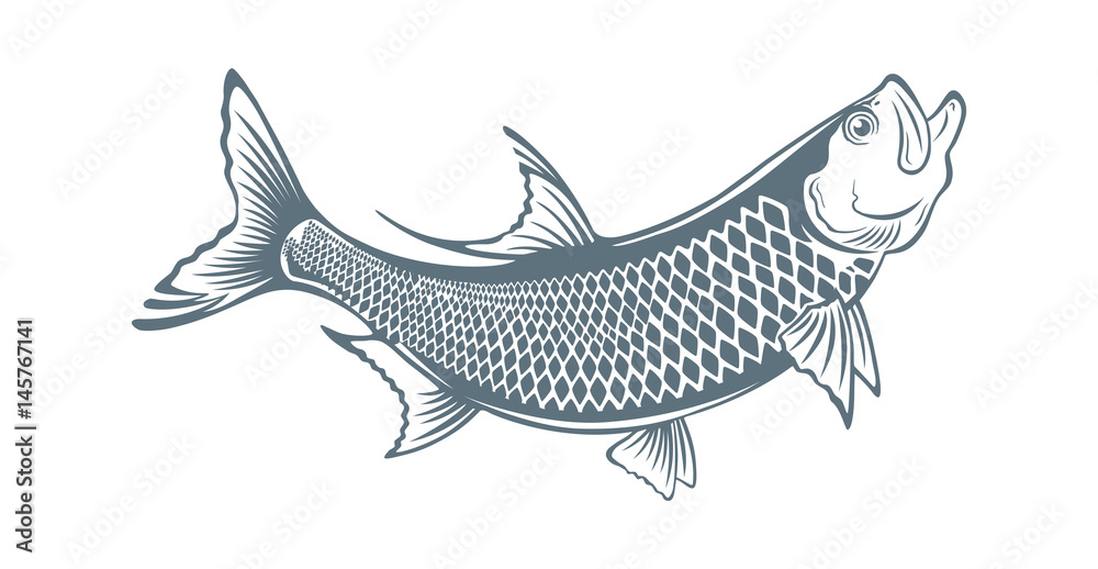  fish tarpon