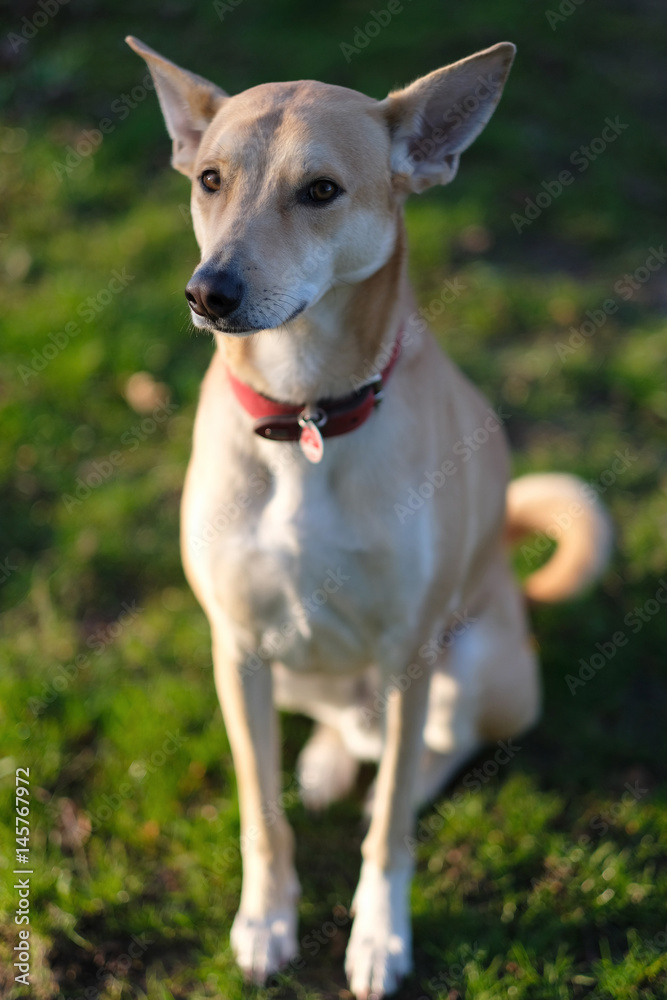 Red-haired dog with a smooth coat for a walk