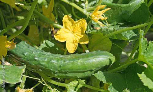 Gurke, Cucumis sativus, Cucumber photo