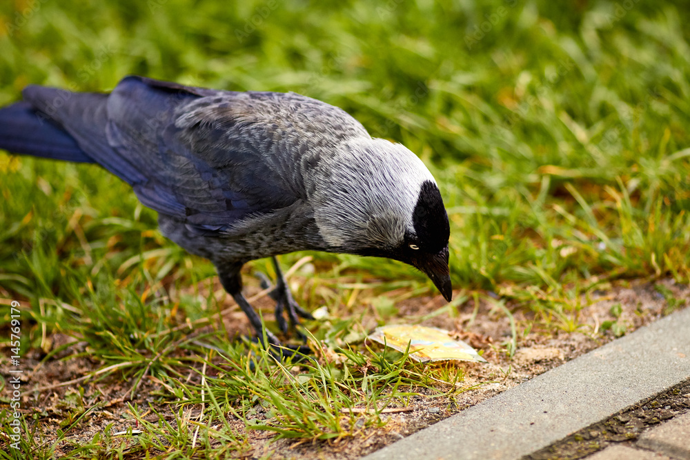 Obraz premium Серая галка на земле