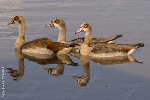 Egyptian Geese Reflections