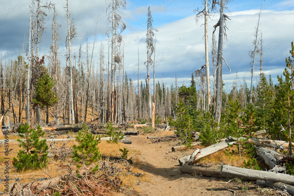 Dead trees in burned forest in Central Oregon on the trail near Three Creek Lake. USA Pacific Northwest.