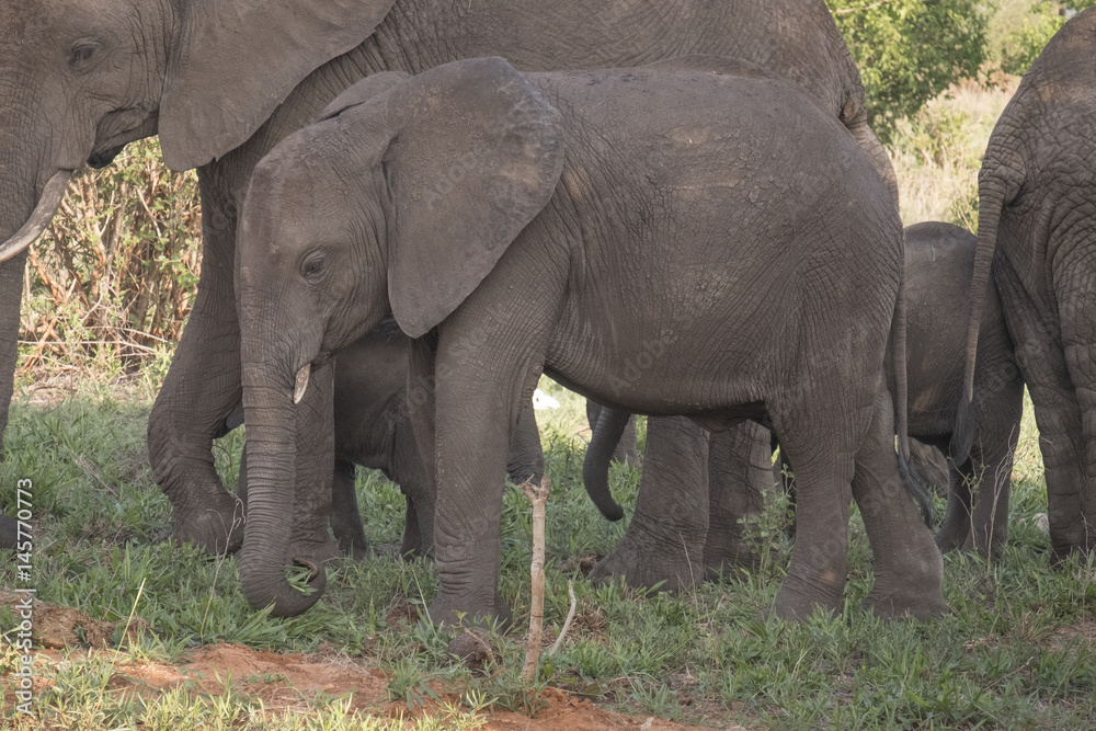 Young Elephant, Tarangire