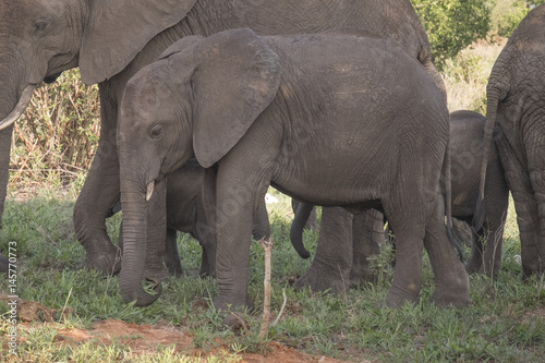 Young Elephant, Tarangire © Betty Sederquist