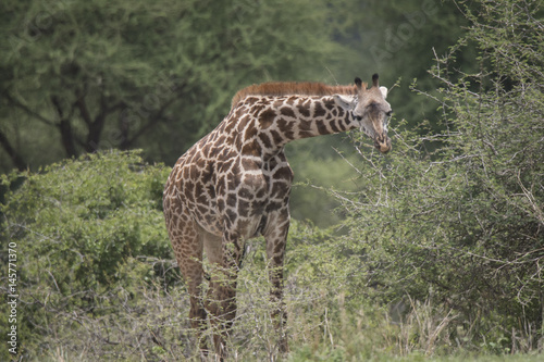 Giraffe  Lake Manyara National Park