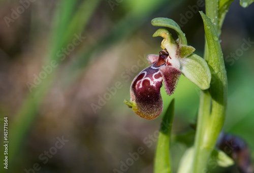 Ophrys kotschyi wild orchid  flower photo