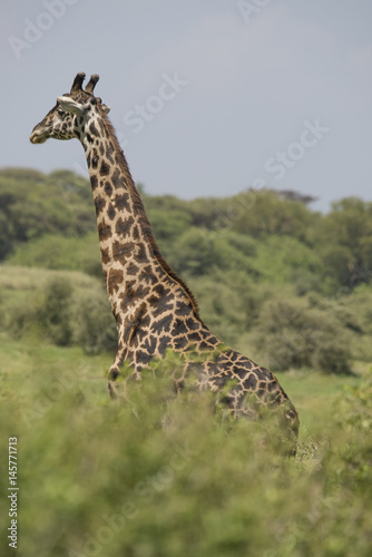 Giraffe near Lake Manyara  Africa