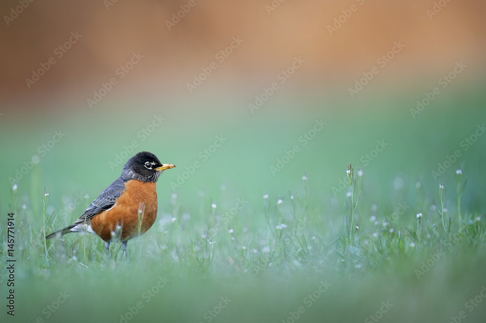An American Robin stands in tall grass as it searches for food on a spring afternoon. An American Robin stands in tall grass as it searches for food on a spring afternoon.