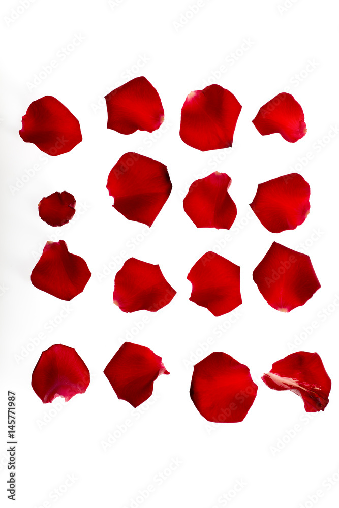 Rose petals on white background