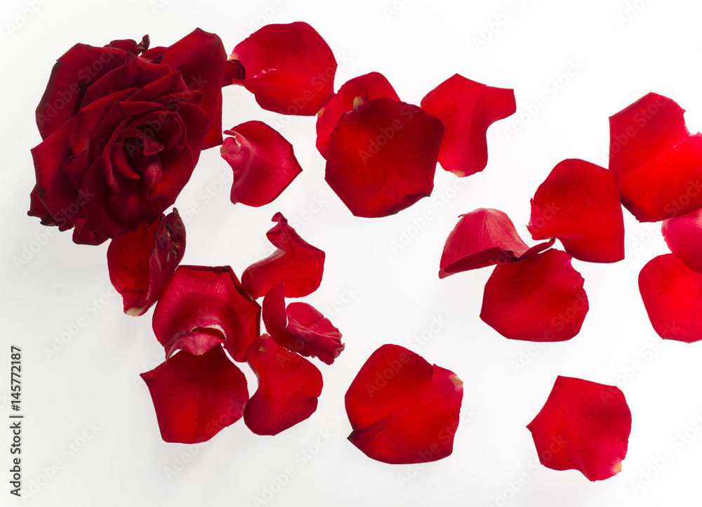 Rose petals on white background Rose petals on white background