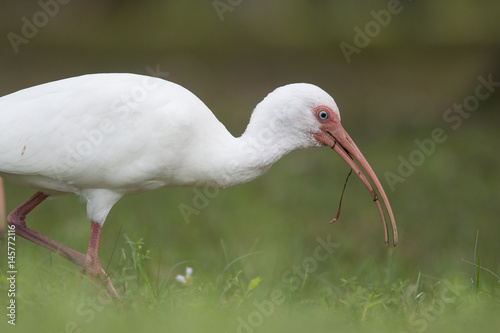 A White Ibis feeds on large worms with its big pink curved bill in the green grass.