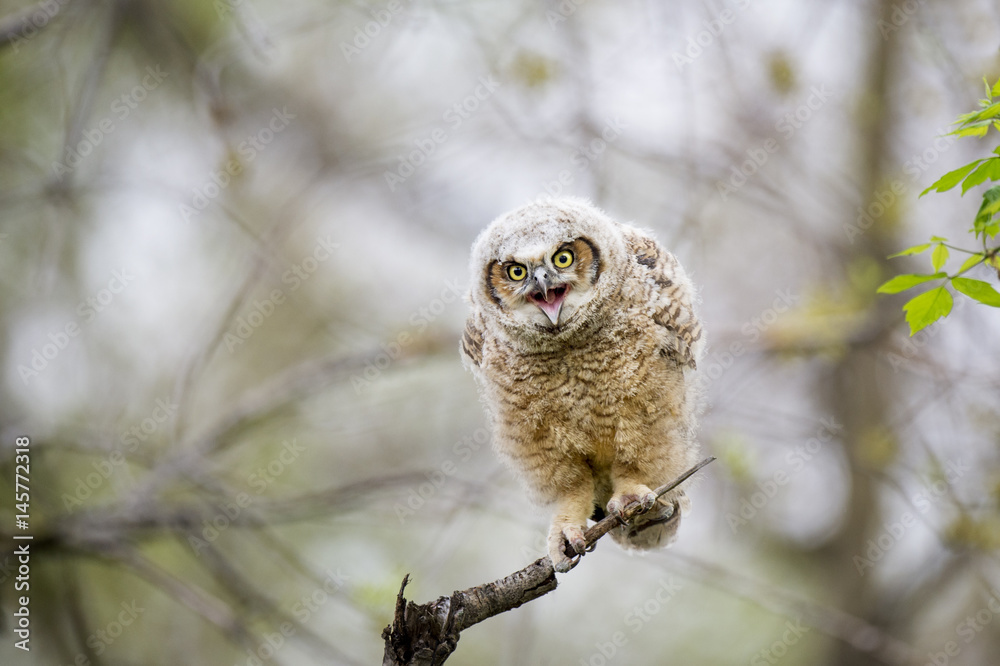 Obraz premium A young Great-horned Owlet calls out while perched on an open branch in the soft morning light.