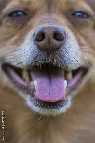 Portrait of a brown dog with his tongue out