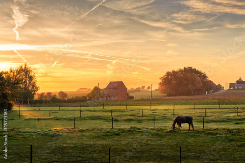 Horse grazing on foggy morning at sunrise (Kortenaken, Belgium) photo
