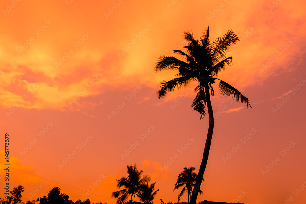 coconut tree ,silhouette ,sun set