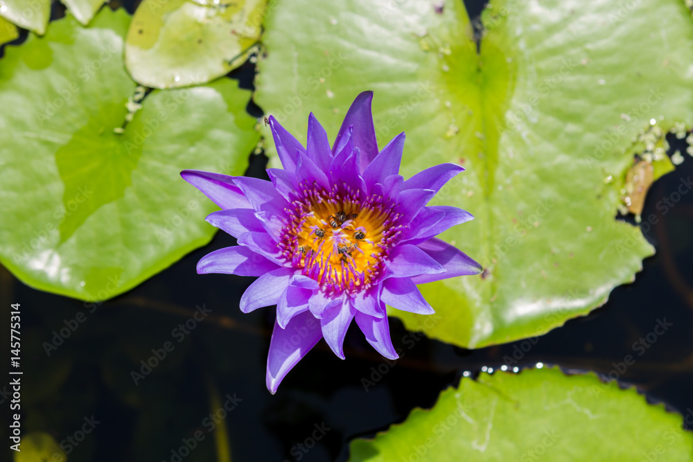 water lily lotus flower and leaves water lily lotus flower and leaves