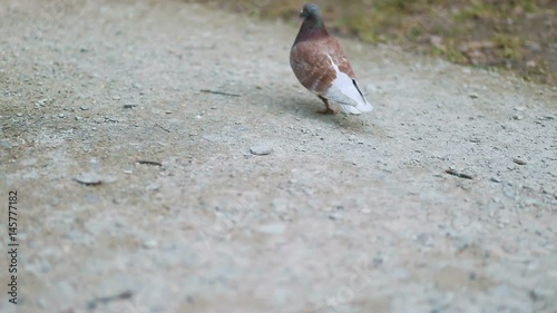 Brown-colored pigeon urban bird walking on the countryside park stoned road, Steady cam, slow mo shot photo