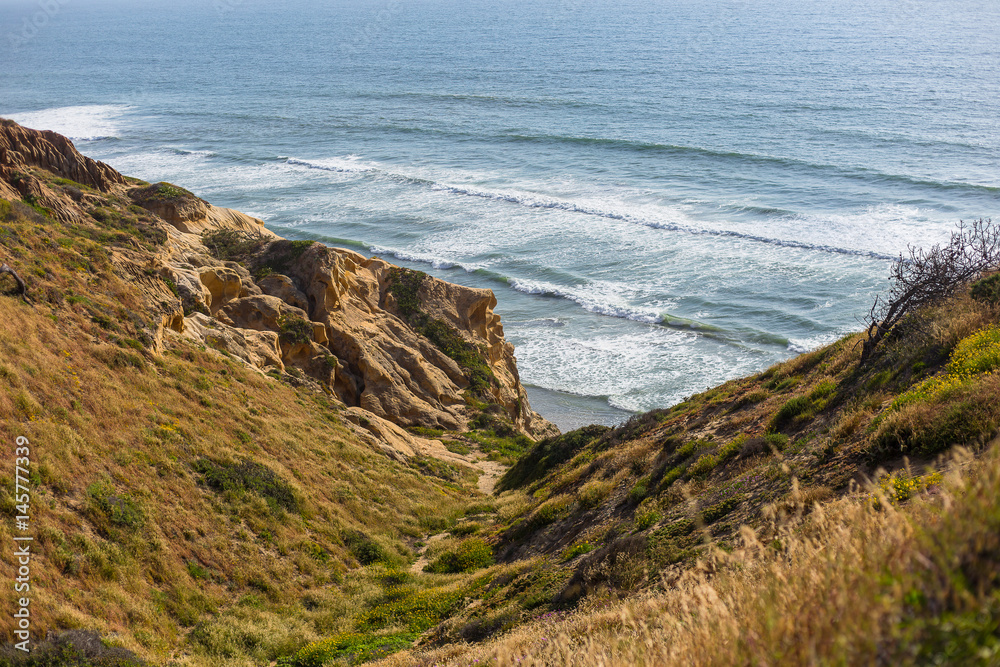 Pacific ocean coast. Cliffs. Flower and plant in the spring Pacific ocean coast. Cliffs. Flower and plant in the spring