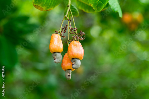 Cashew nuts grow on a tree branch. Cashew nuts (Anacardium occidentale) and leaves in a garden in Prachuap Khiri Khan city, Thailand photo