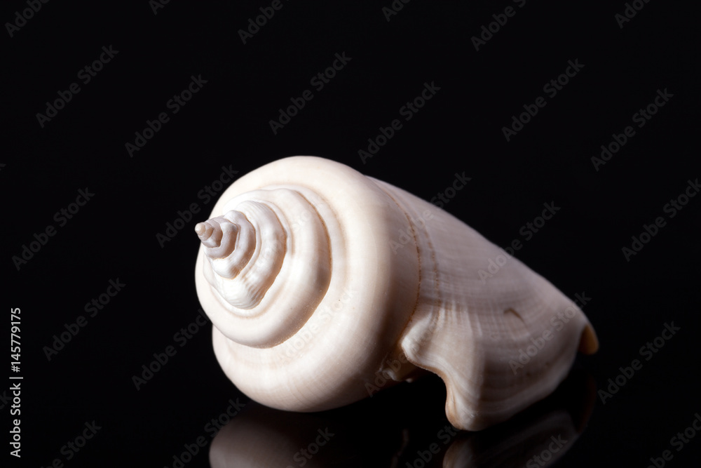 single seashell isolated on black background