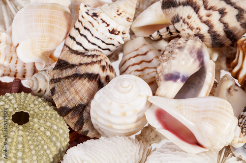 Background of various types of sea shells