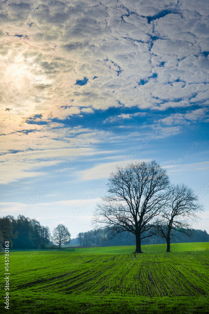 Spring countryside landscape. Oaks growing on the green field. Masuria, Poland.