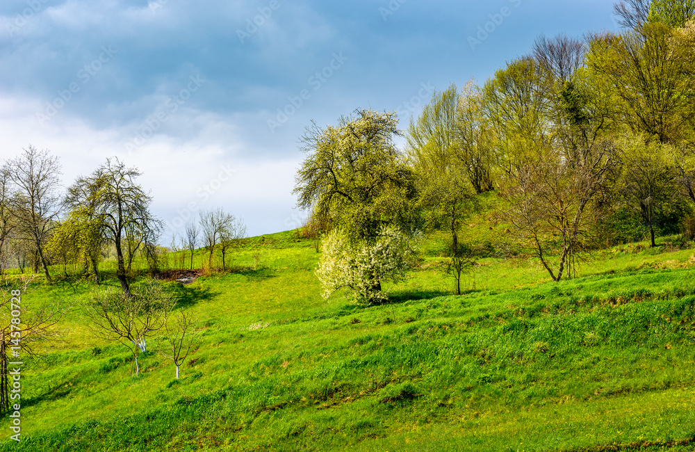 orchard on a hillside