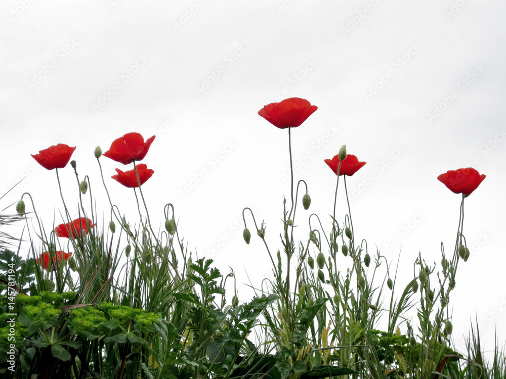 Naklejka premium Maki