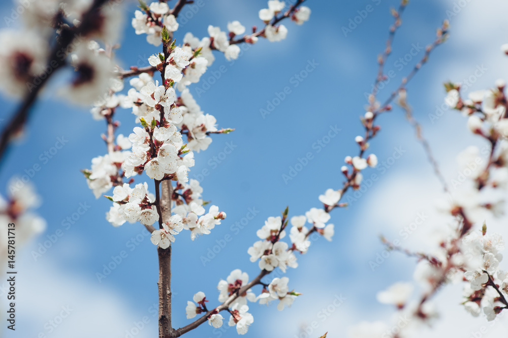 Branches of a blossoming tree on a blue sky background. Branches of a blossoming tree on a blue sky background.