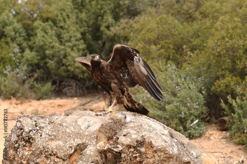 young male of golden eagle