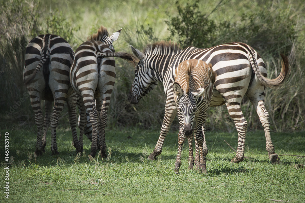 Obraz premium Zebra Herd