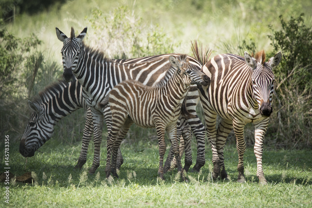 Fototapeta premium Zebra Herd