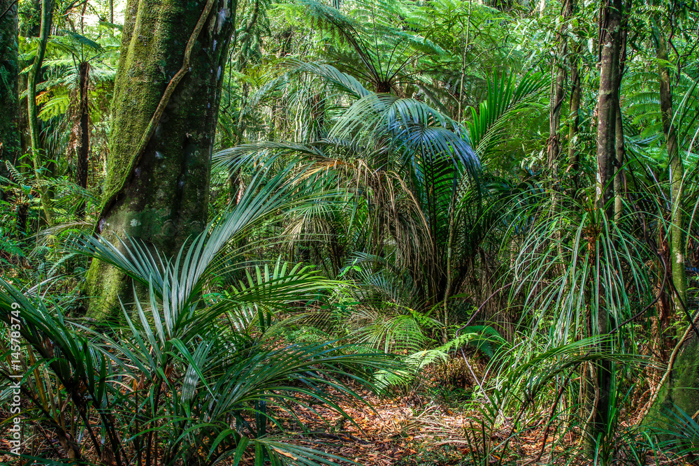 Fototapeta premium Jungle