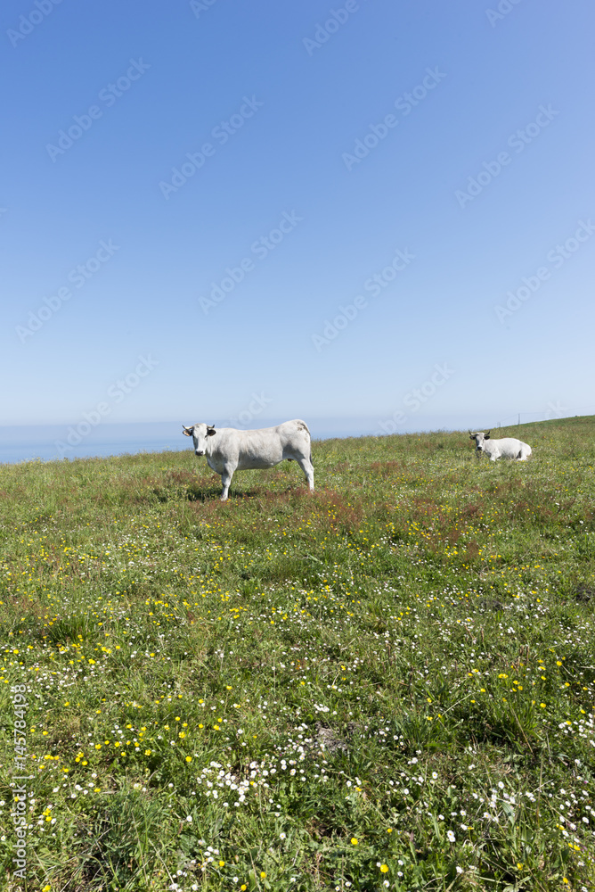 Fototapeta premium By the cape of quejo in the province of Cantabria