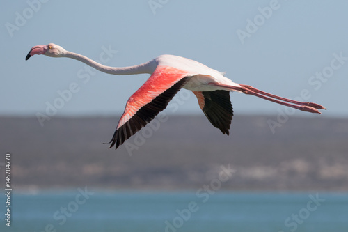 Flamingo in Flight