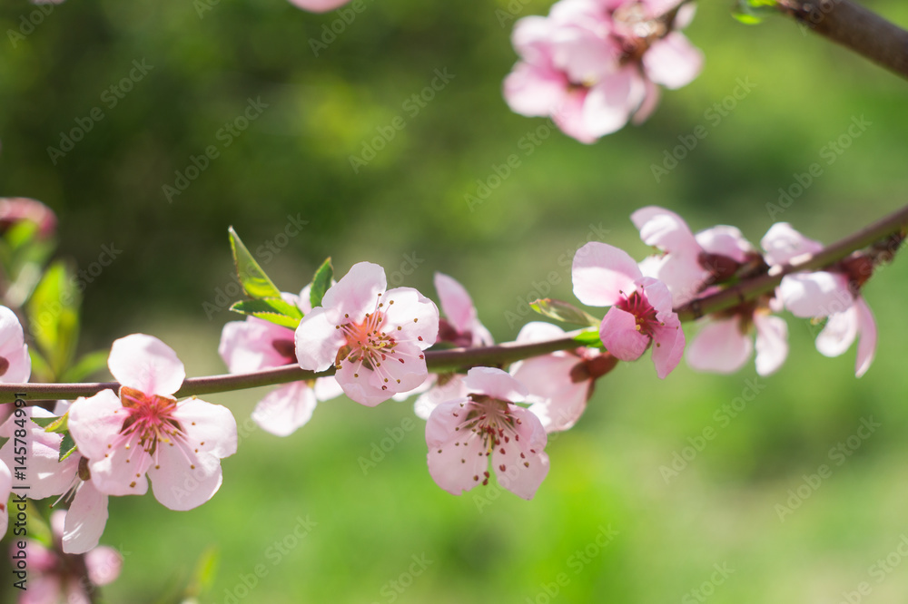 Flowering branch of a peach on a background of greenery Flowering branch of a peach on a background of greenery