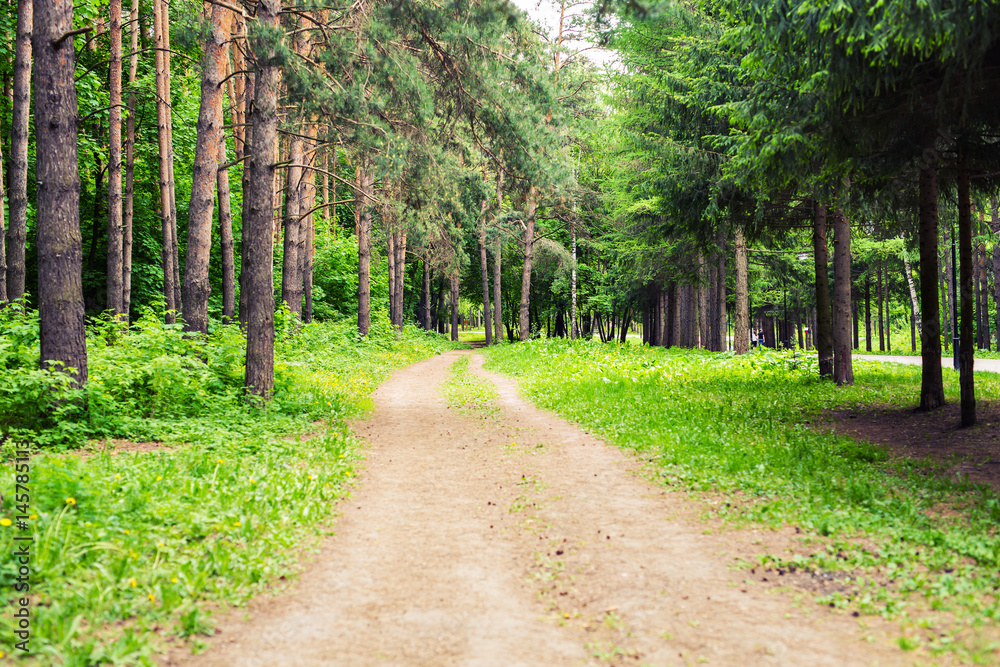 Country road through green lush tree alley in beautiful park on sunny summer day Country road through green lush tree alley in beautiful park on sunny summer day