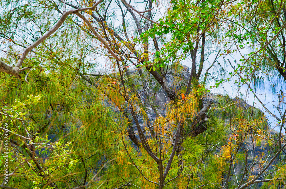 Fototapeta premium Casuarina trees in Mauritius