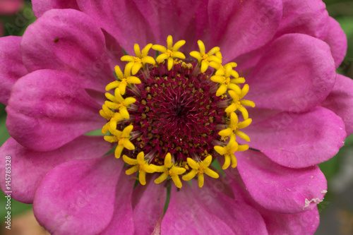 single one poppy flower. close-up shot