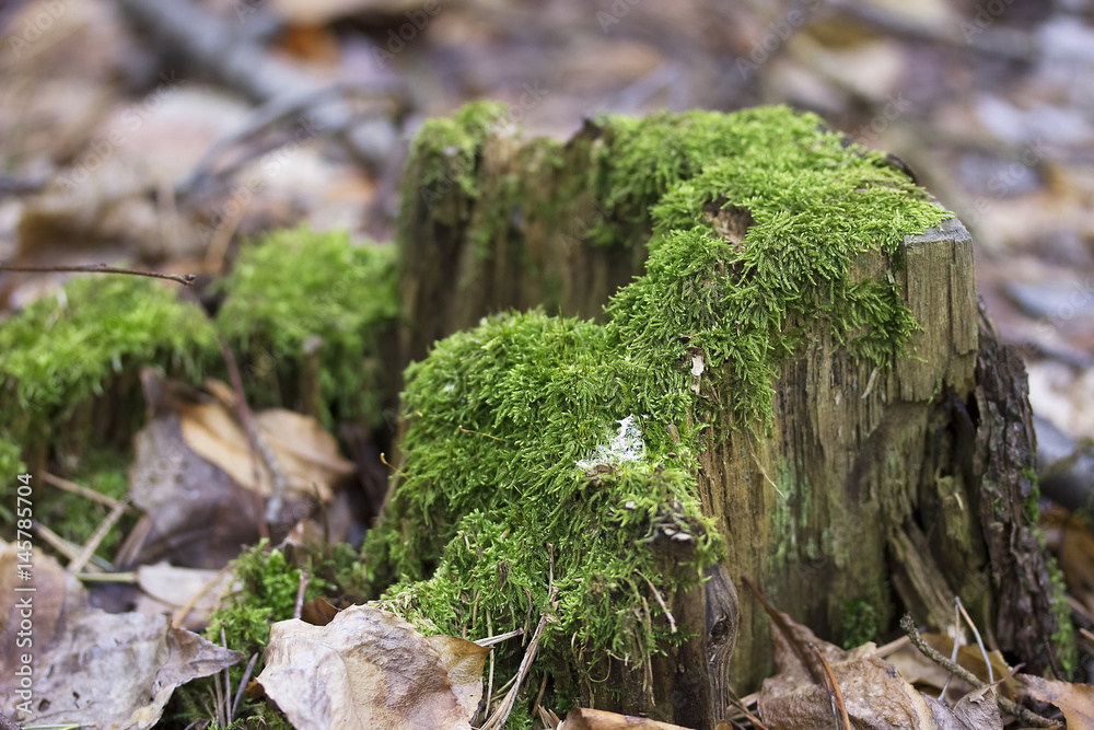 Old tree stump with green moss in spring forest. Natural background. Old tree stump with green moss in spring forest. Natural background.