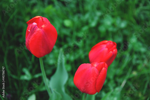 Fototapeta Red tulips on the green background
