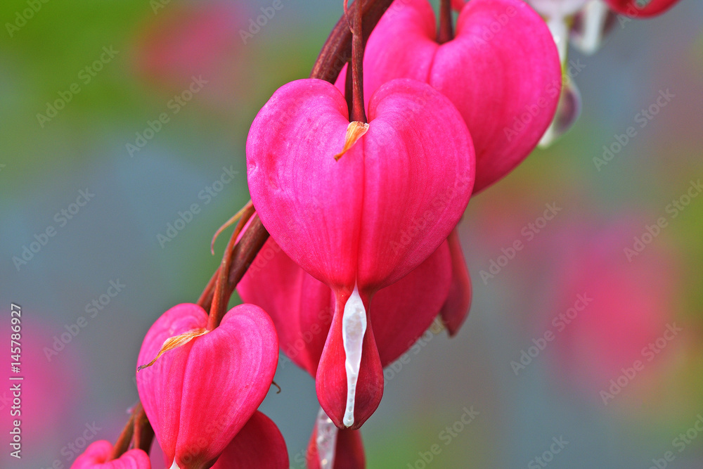 Red bleeding heart flowers bloom in the spring perennial garden. Red bleeding heart flowers bloom in the spring perennial garden.