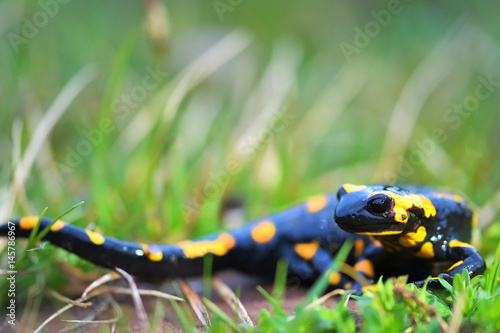 a black yellow spotted fire salamander © brszattila